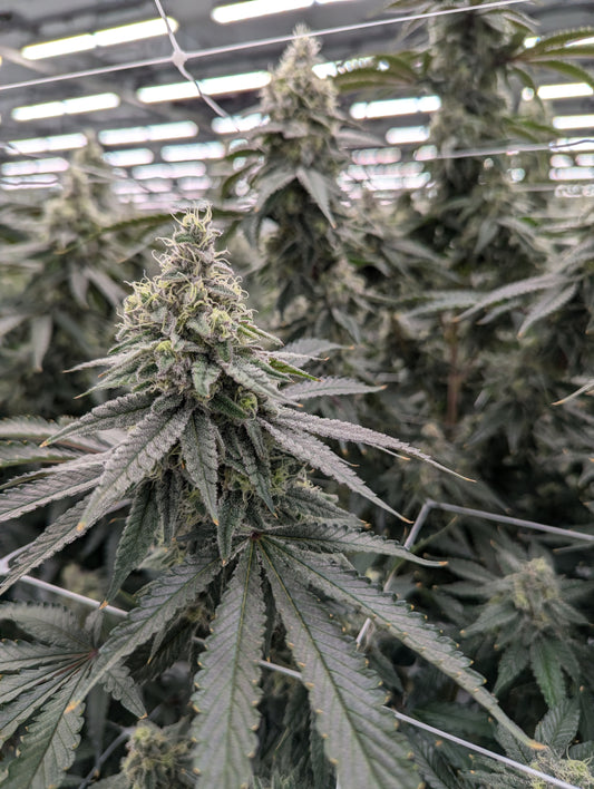 Exploring the Spectrum of Cannabinoids in Cannabis: Beyond the Buzz