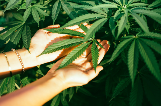 The Dwindling State of Michigan's Medical Cannabis Industry: A Concern for Patients